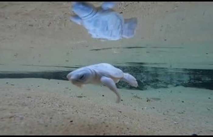 Vídeo mostra filhote branco de tartaruga no mar em Noronha; Tamar diz que animal é raro
