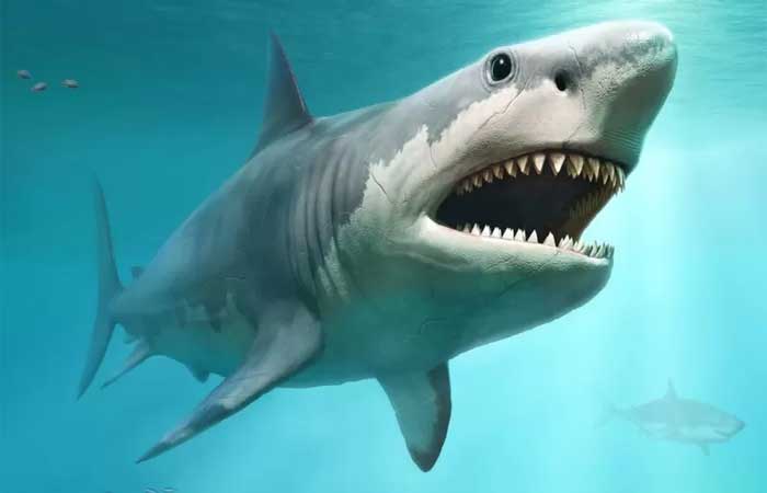 A razão por trás do misterioso desaparecimento do megalodonte, o maior tubarão que já existiu