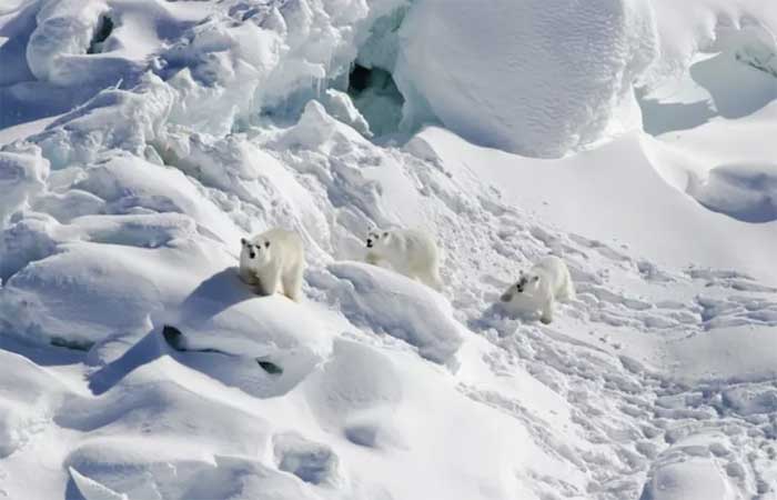 Ursos polares que sobrevivem com menos gelo oferecem esperança para futuro da espécie