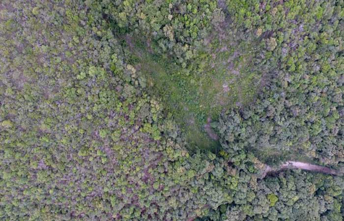 Projeto restaura 253 hectares de vegetação nativa no Paraná