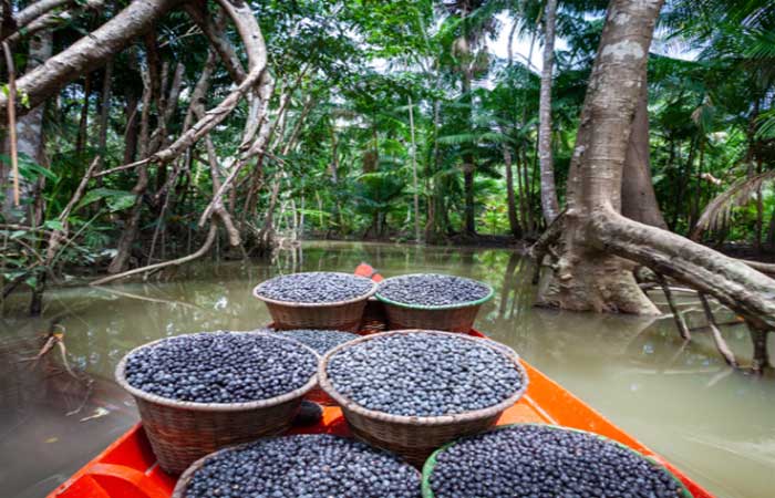 Açaí: um sucesso perigoso para a biodiversidade da Amazônia