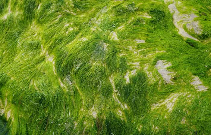 Biopainel de algas marinhas gera energia e absorve CO2 da atmosfera