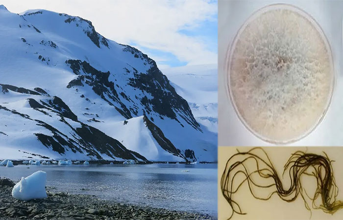 Fungo de alga encontrada na Antártida contém substâncias com potencial para proteção solar