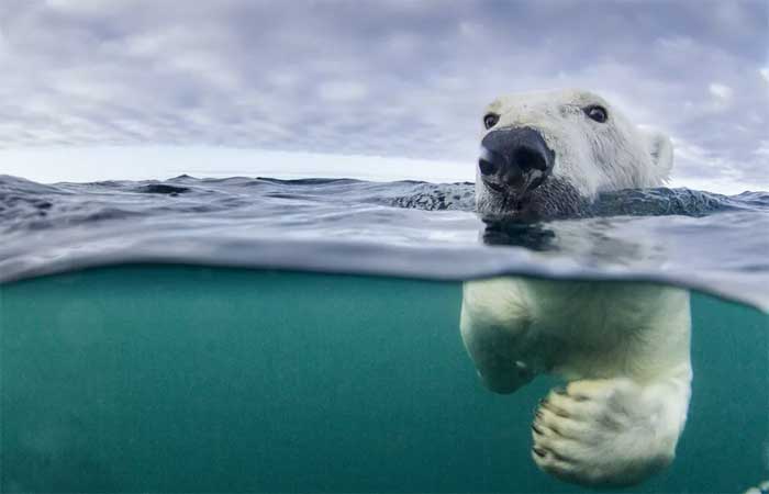 Temperatura no Ártico sobe 4 vezes mais rápido do que no resto do mundo
