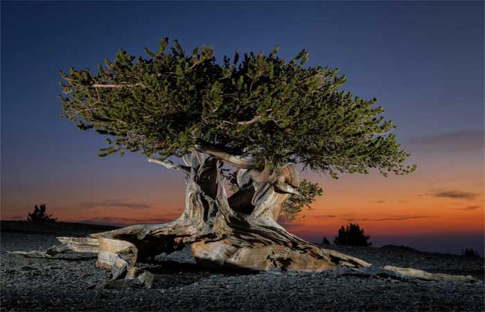 Qual é a árvore mais antiga da Terra? Ela sobreviverá às mudanças climáticas?