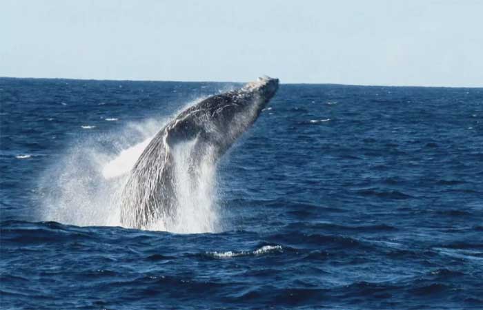 Baleias-jubarte voltam ao litoral brasileiro 37 anos depois da proibição da caça a baleias no país