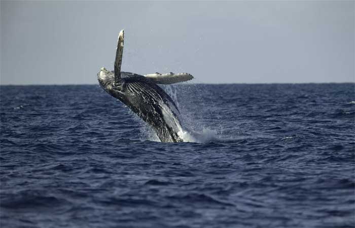Após proibição de caça, 150 baleias são vistas se alimentando na Antártida