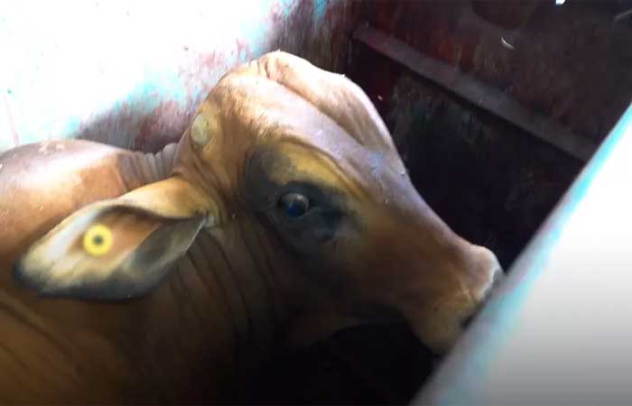 Documentário narrado por Luísa Mell pede fim da exportação de animais vivos