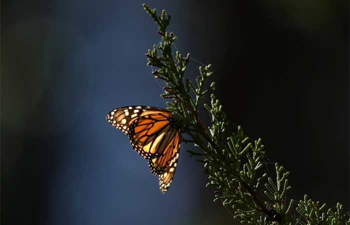 Borboletas-monarcas agora são espécie ameaçada de extinção