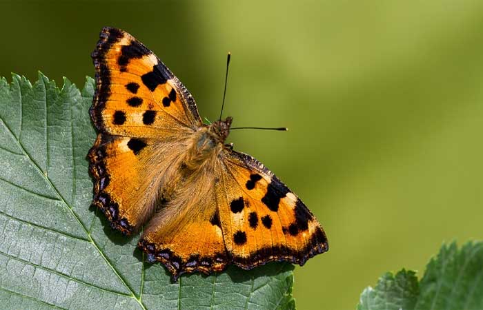 Após mais de 50 anos, borboleta considerada extinta é redescoberta