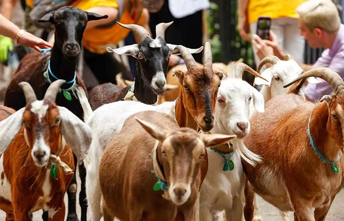 Um “exército” de cabras chega a Nova York para cuidar de espaços verdes e remover plantas invasoras