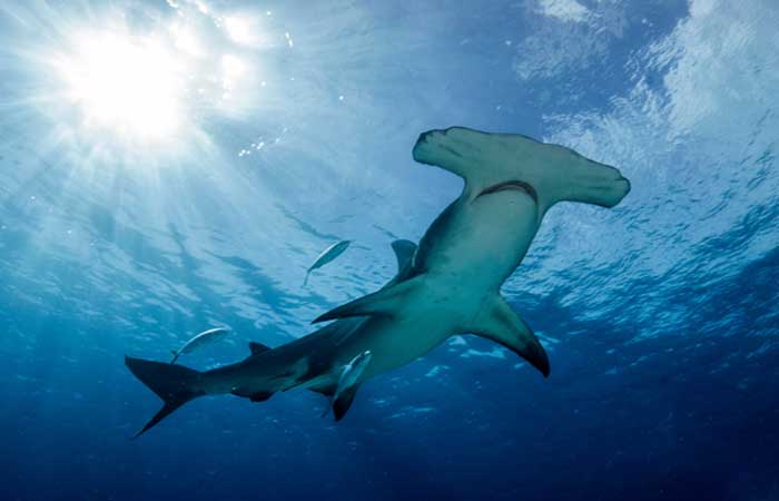 Consumo de cação ameaça extinção de tubarões e raias e coloca a sua saúde em risco