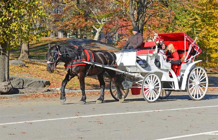 Vereador de Nova York apresenta projeto de lei para substituir carruagens puxadas por cavalos por elétricas