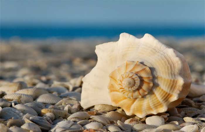 Por que está cada vez mais difícil encontrar conchas do mar no litoral?