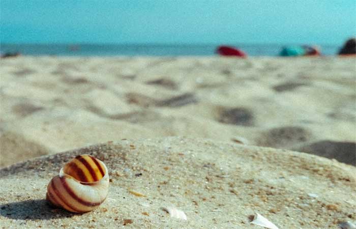 Por que as conchas estão ficando mais difíceis de encontrar à beira-mar?