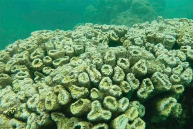 Pesquisa aponta que aquecimento global causou preocupante mortandade de corais em AL