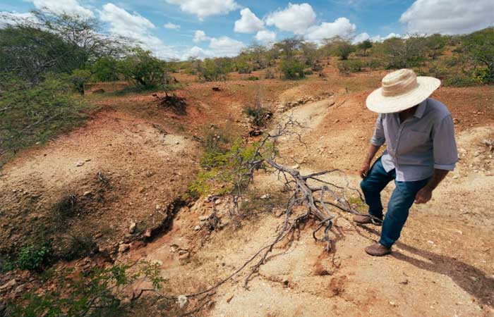 Espécies mais resistentes camuflam processo de desertificação no Semiárido paraibano
