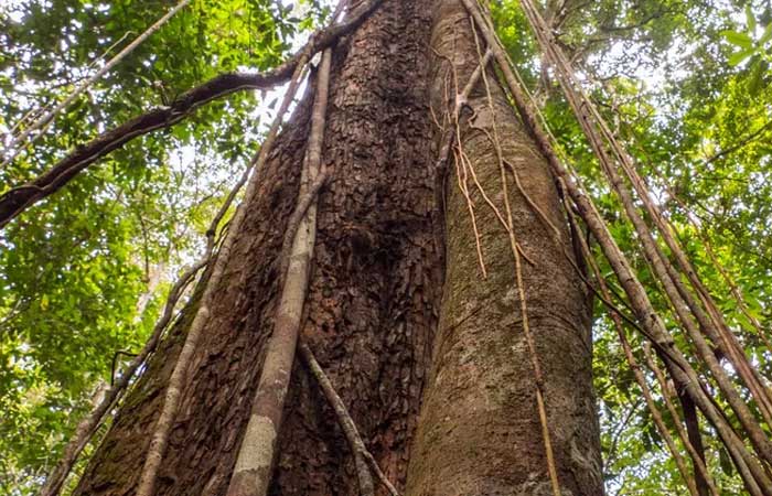 Desmatamento faz Amazônia perder espécies de animais e plantas, diz estudo