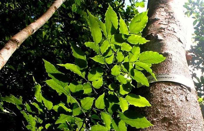 Mudança climática reduz germinação e distribuição geográfica de plantas no Cerrado