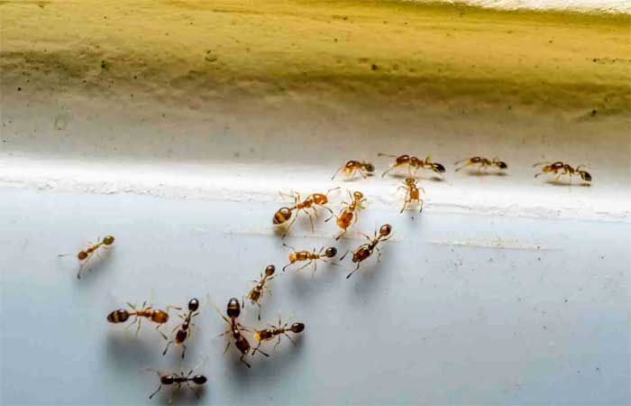 Como se livrar de formigas em casa naturalmente com 5 truques rápidos e fáceis