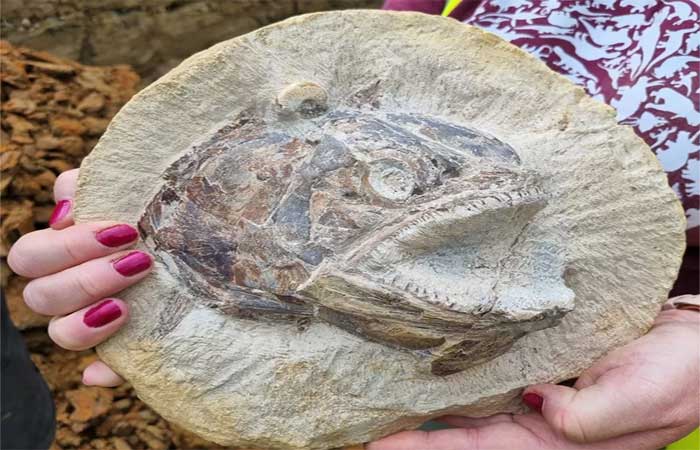 O raro fóssil de peixe em pose ‘feroz’ encontrado em pasto
