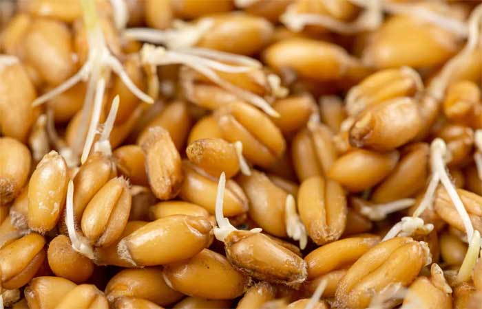 Gérmen de trigo: para que serve e benefícios