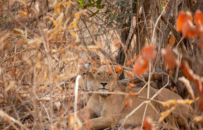 Conheça a corrida para salvar os leões da África Ocidental em perigo de extinção