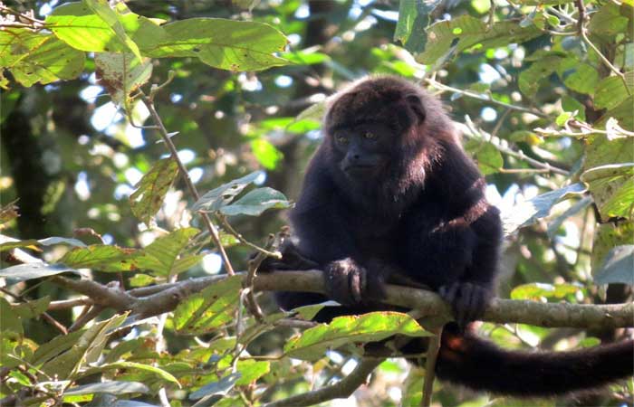 Secretaria de Infraestrutura e Meio Ambiente de SP alerta que macacos não transmitem a doença