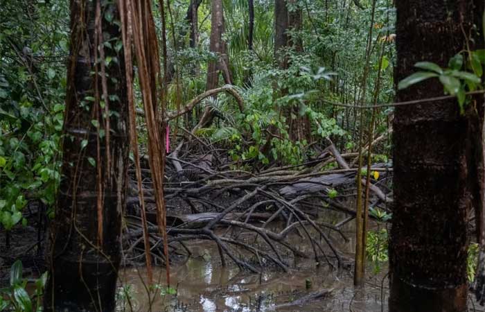 Pesquisadores descobrem manguezal de água doce na Amazônia