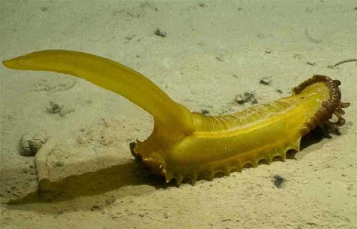 Encontradas quase 40 novas espécies em potencial nas profundezas do oceano