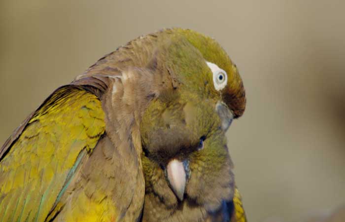 A maior colônia de papagaios do mundo que vive entre as falésias da Patagônia e está em risco de extinção