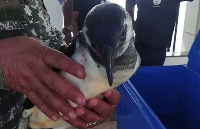 Pinguins em Salvador? Biólogo explica o motivo do aparecimento das aves nas praias soteropolitanas