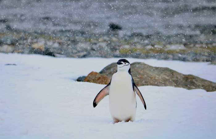 Os pinguins são lentos para evoluir, tornando-os vulneráveis ​​às mudanças climáticas