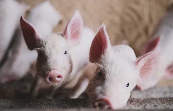 Cientistas do BR planejam transplantes com órgãos de porcos para salvar vidas