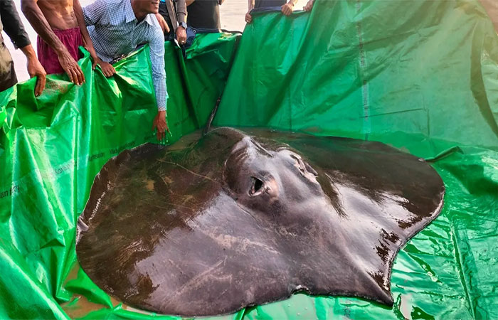 Arraia enorme bate novo recorde mundial de maior peixe de água doce