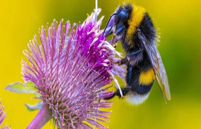 Mudanças climáticas estão deformando as abelhas, dizem cientistas