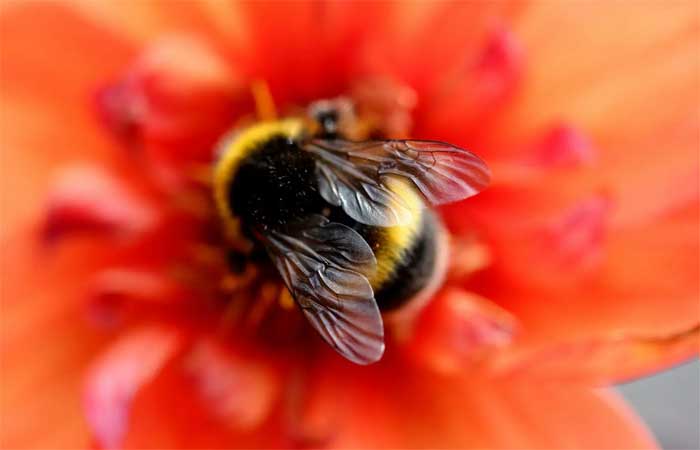 Novo estudo sugere que abelhas são seres autoconscientes e capazes de sentir dor