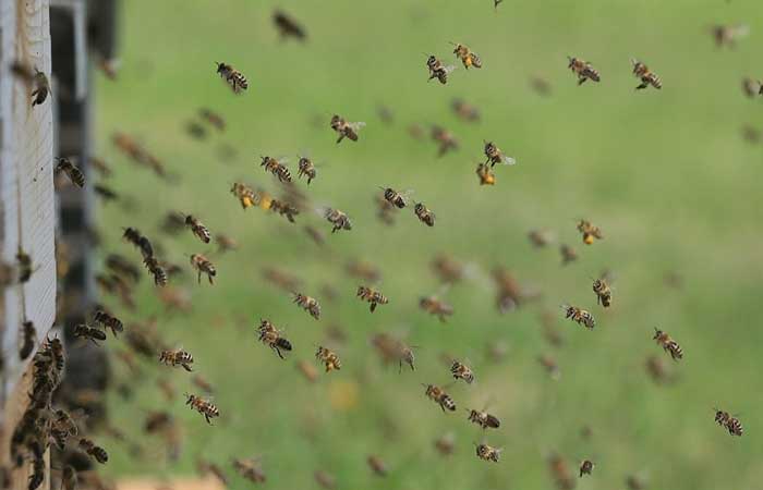 Pesticidas provocam lesão no cérebro das abelhas e fazem com que elas não consigam voar em linha reta
