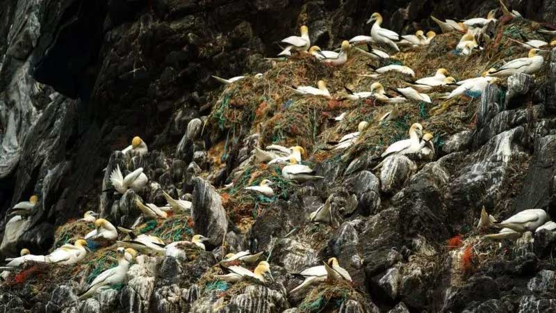 As trágicas imagens de animais selvagens enroscados em lixo produzido por humanos