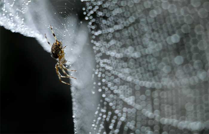 Cientistas criam gel para uso biomédico a partir de seda de aranhas
