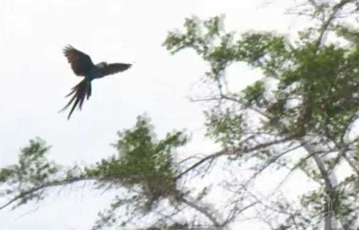 Pesquisadores monitoram ararinhas-azuis soltas há dois meses no sertão da Bahia