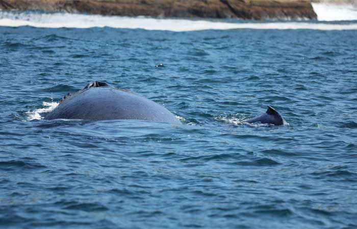 Costa fluminense é corredor migratório de baleias-jubarte