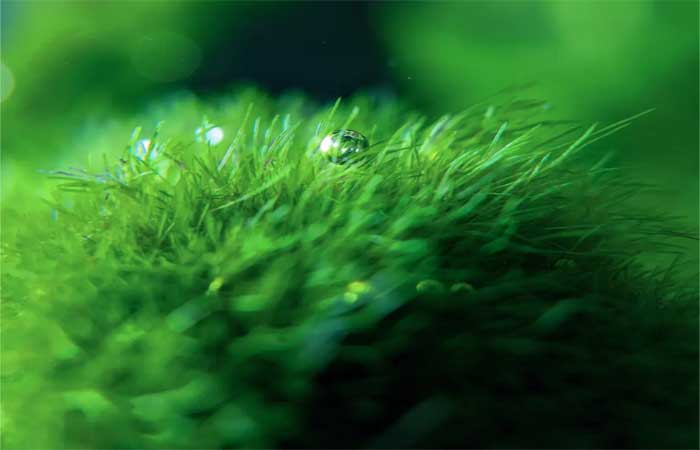 Biodiesel de algas: uma alternativa para o futuro dos combustíveis?