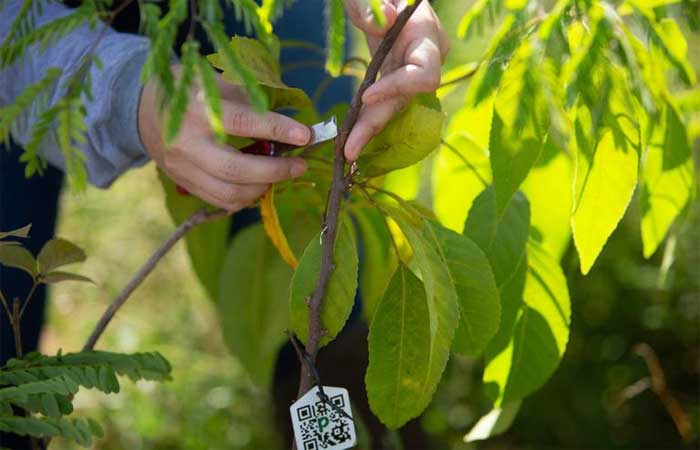 Cientistas clonam árvores de espécies raras em Brumadinho para acelerar florescimento