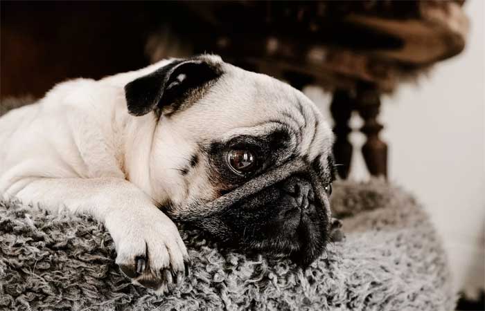 Diarreias crônicas em cães e gatos: sintomas, causas e prevenção