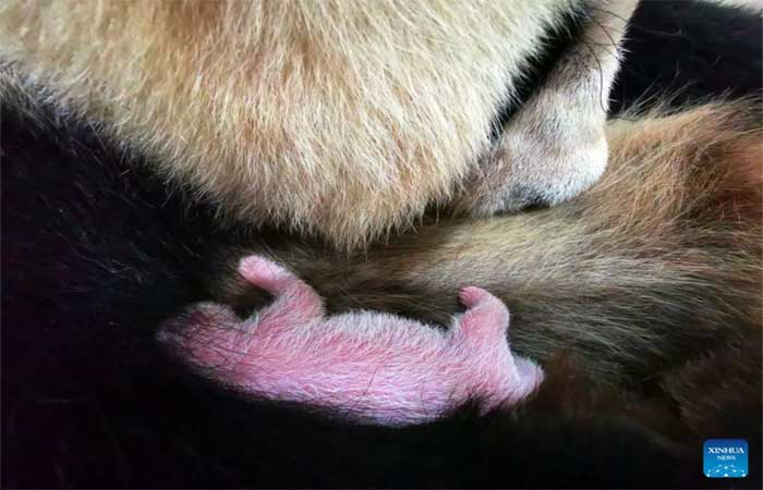 Nascem na China maior panda em cativeiro e um casal de gêmeos
