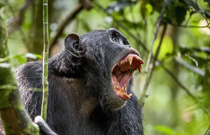 A sua garganta é mais simples do que a de um chimpanzé – e isso é ótimo