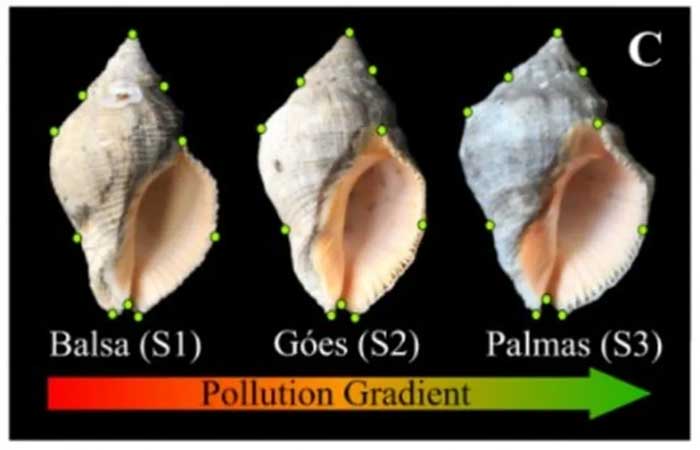 Poluição altera a forma, a composição e a resistência das conchas de moluscos