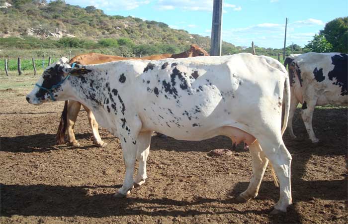 Paraíba registra crescimento de 13,1% do rebanho bovino e Sertão tem maior concentração de animais