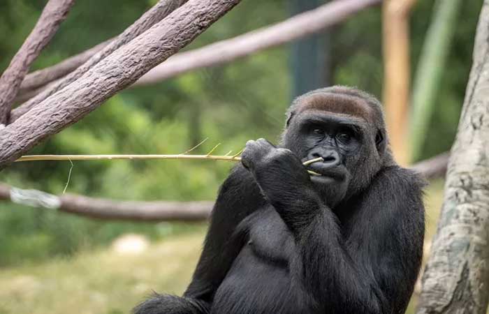 Gorilas criam som único para chamar tratadores em zoológico; ouça